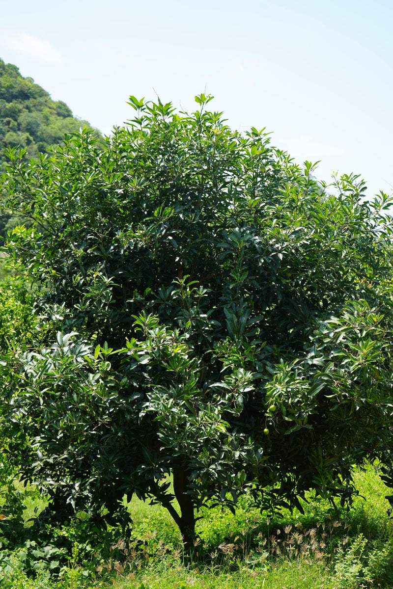 Kadiyam Rajasri Nursery 𝑭𝒂𝒓𝒎𝑳𝒂𝒏𝒅 𝑷𝒓𝒐𝒋𝒆𝒄𝒕𝒔