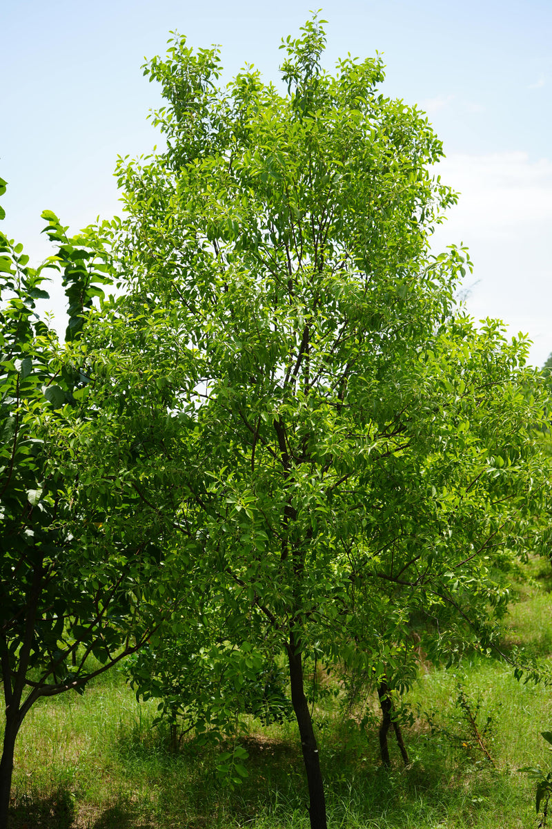 Kadiyam Rajasri Nursery 𝑭𝒂𝒓𝒎𝑳𝒂𝒏𝒅 𝑷𝒓𝒐𝒋𝒆𝒄𝒕𝒔