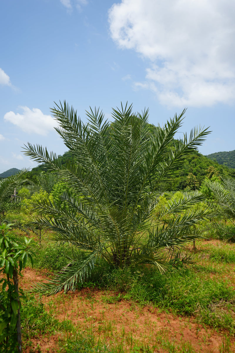 Kadiyam Rajasri Nursery 𝑭𝒂𝒓𝒎𝑳𝒂𝒏𝒅 𝑷𝒓𝒐𝒋𝒆𝒄𝒕𝒔