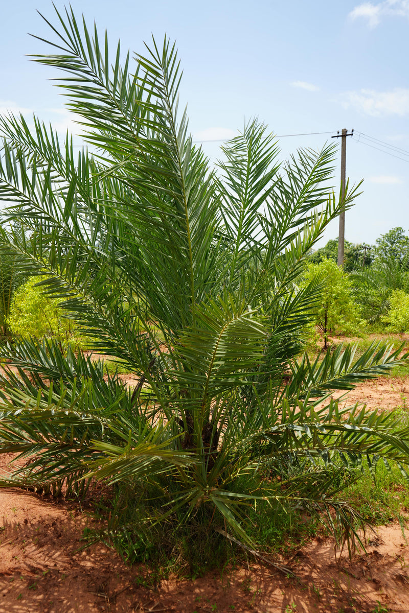 Kadiyam Rajasri Nursery 𝑭𝒂𝒓𝒎𝑳𝒂𝒏𝒅 𝑷𝒓𝒐𝒋𝒆𝒄𝒕𝒔