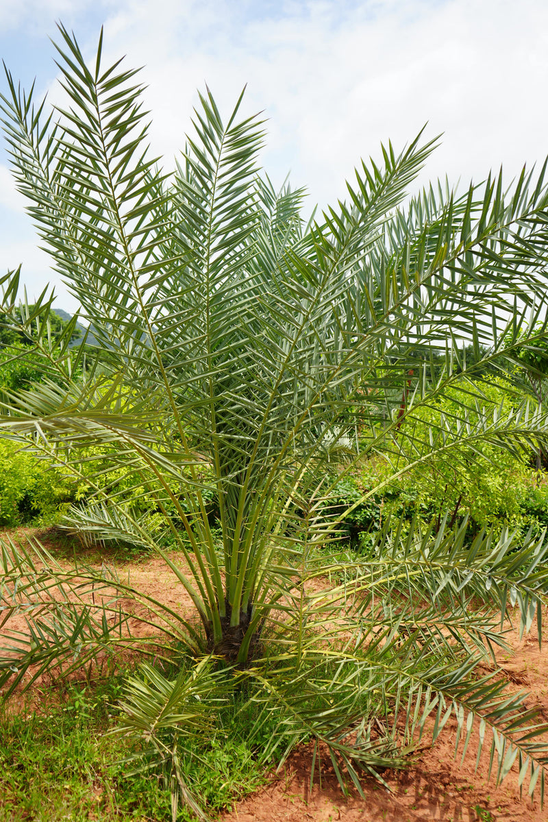 Kadiyam Rajasri Nursery 𝑭𝒂𝒓𝒎𝑳𝒂𝒏𝒅 𝑷𝒓𝒐𝒋𝒆𝒄𝒕𝒔