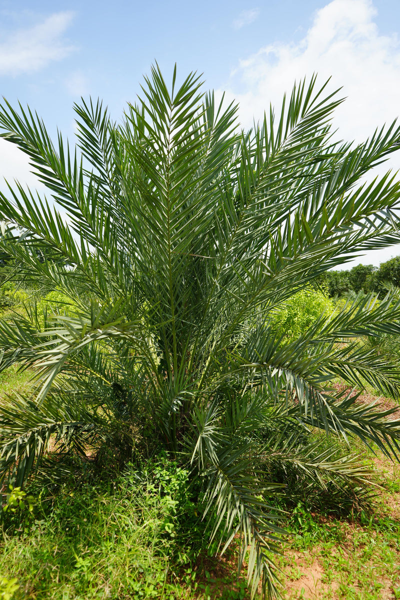 Kadiyam Rajasri Nursery 𝑭𝒂𝒓𝒎𝑳𝒂𝒏𝒅 𝑷𝒓𝒐𝒋𝒆𝒄𝒕𝒔