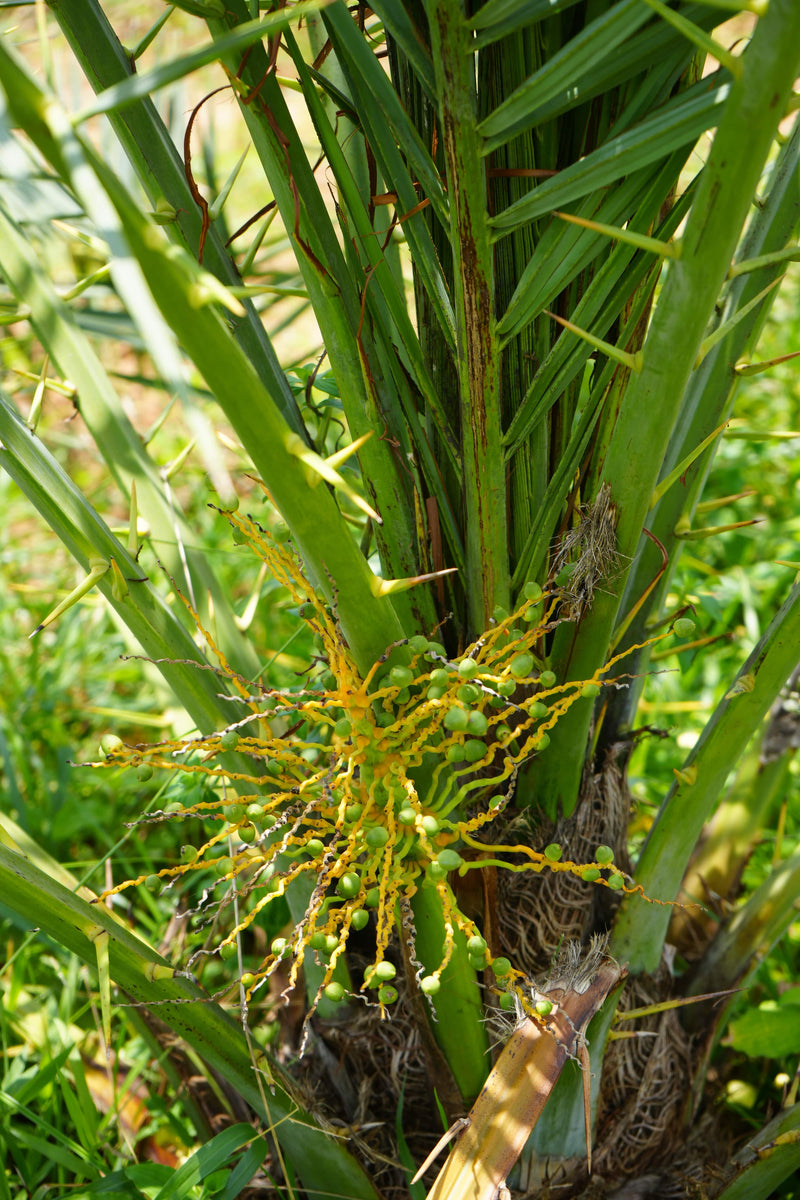 Kadiyam Rajasri Nursery 𝑭𝒂𝒓𝒎𝑳𝒂𝒏𝒅 𝑷𝒓𝒐𝒋𝒆𝒄𝒕𝒔