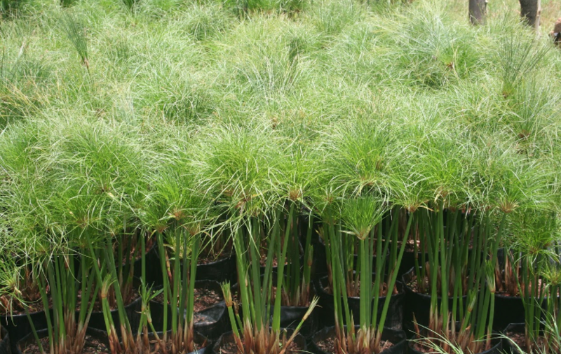 Green Cyperus