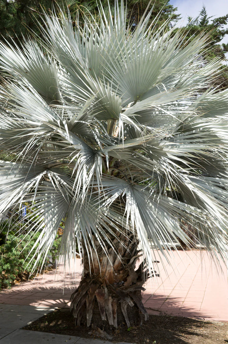 Brahea Armata Plants  Mexican Blue Palm