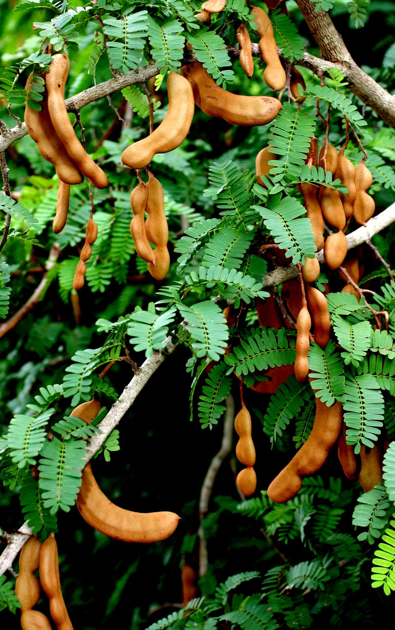 Tamarind Fruit Plants