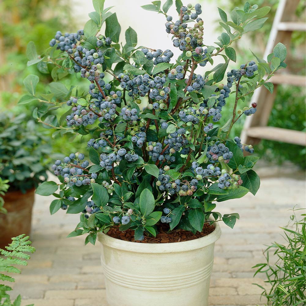 Blueberry Fruit Plants