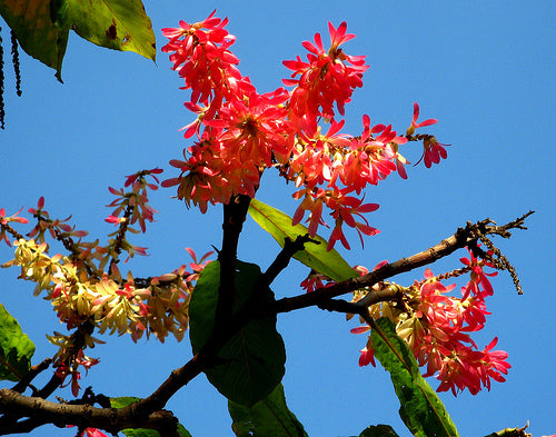 Triplaris Surinamensis