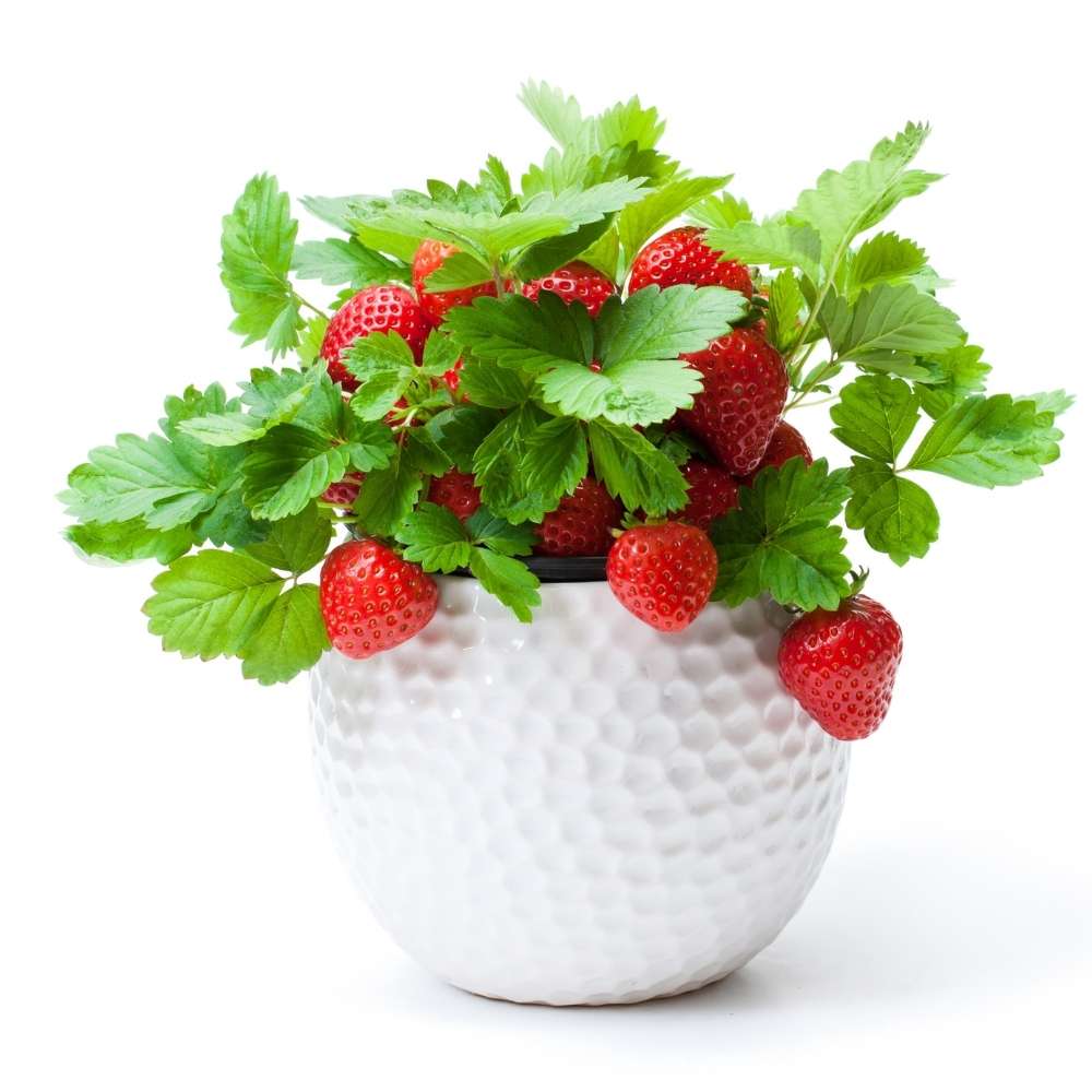 Strawberry Fruit Plants