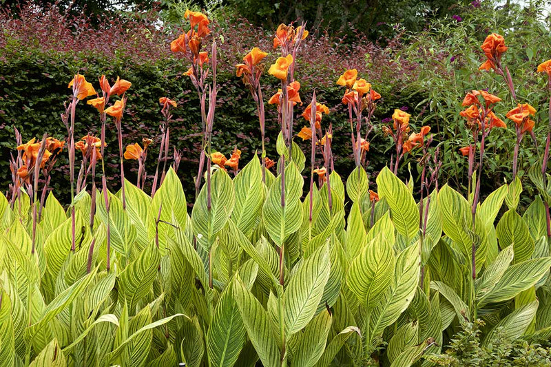 Canna Malawiensis Variegated yellow Plant