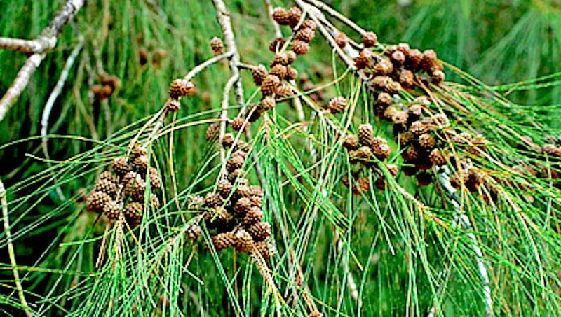 Casuarina Equisetifolia