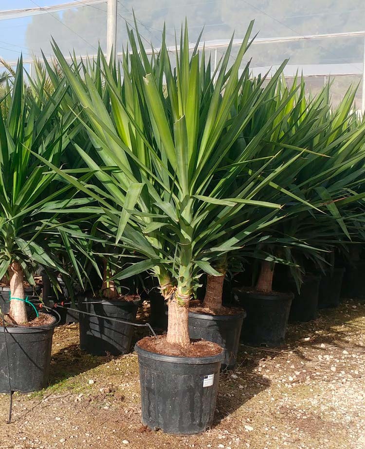 Yucca Plant
