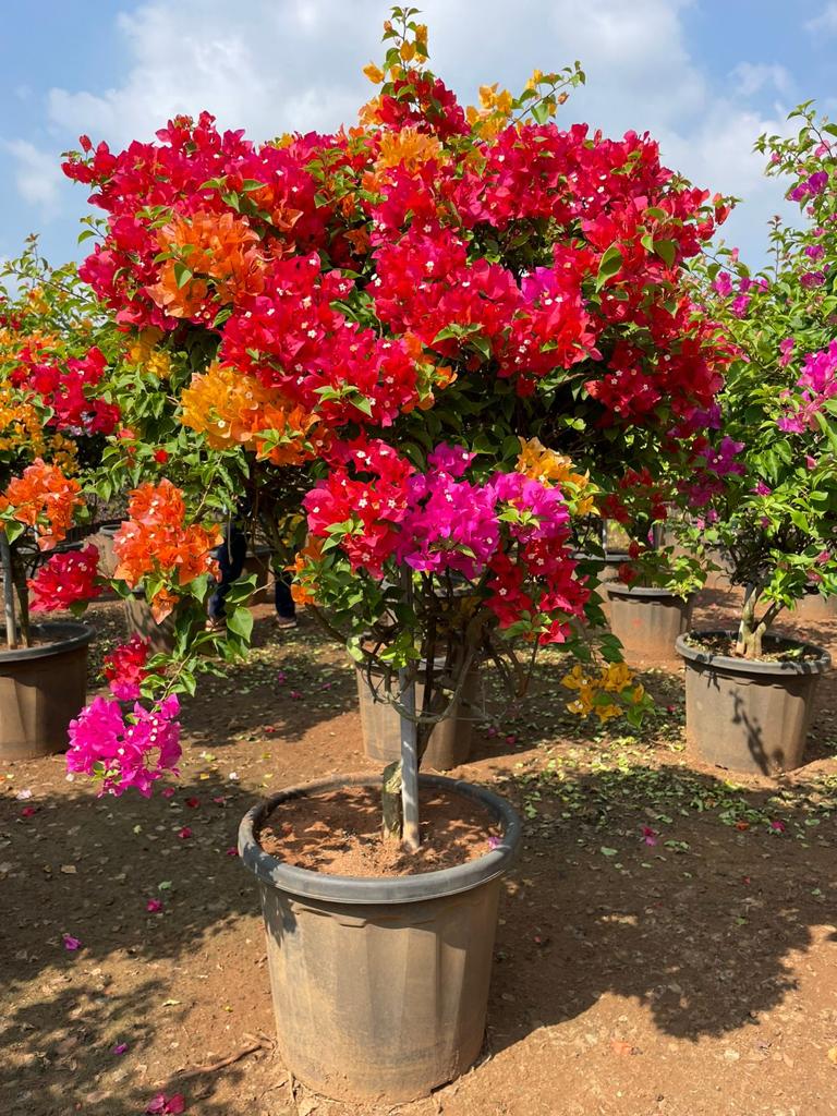 Bougainvillea