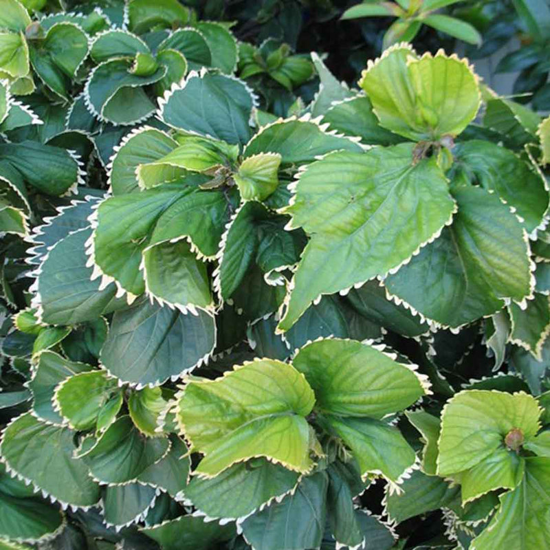 Acalypha Wilkesiana