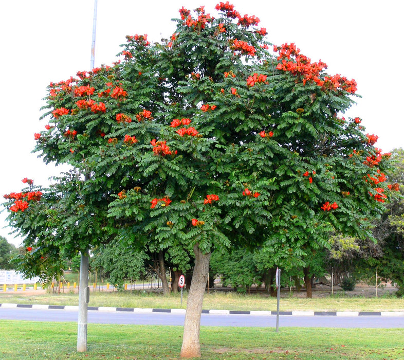 Best Cordia Sebestena Plant Trees Nurseries Near Me Kadiyam India ...