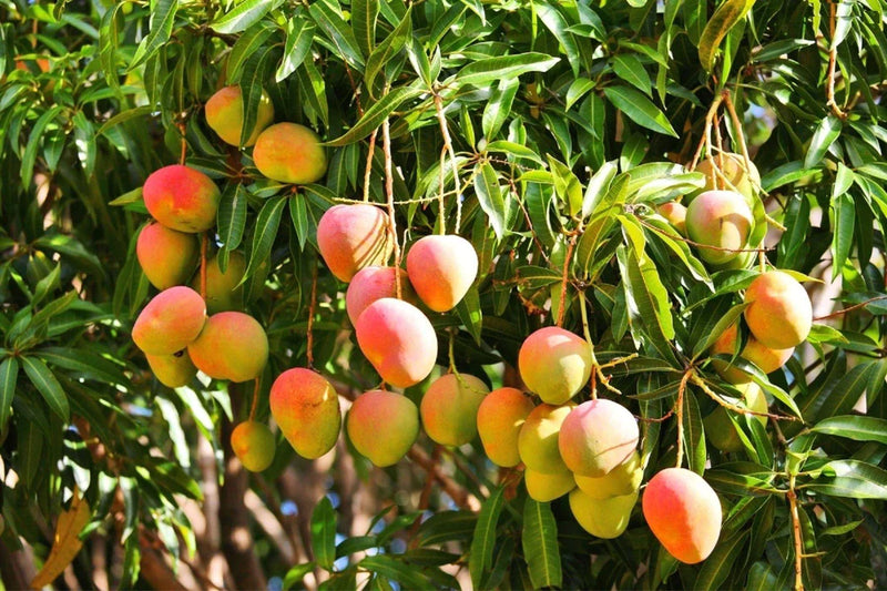 Mango Mangifera indica