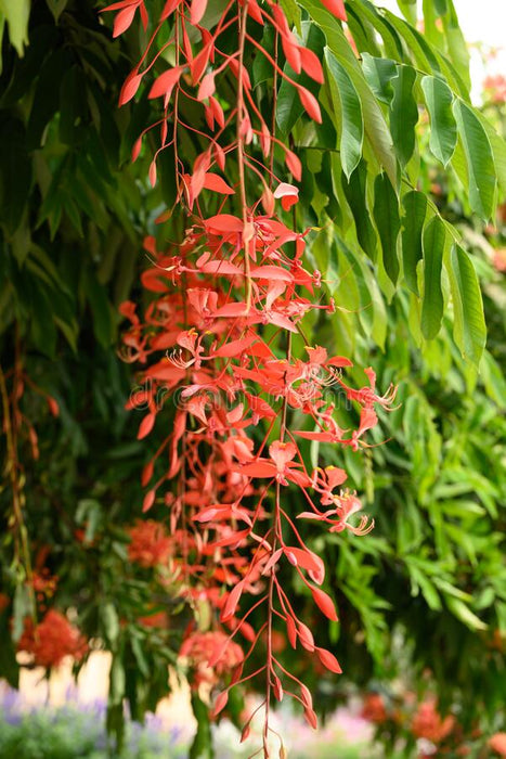 Pride of Burma, Orchid Trees