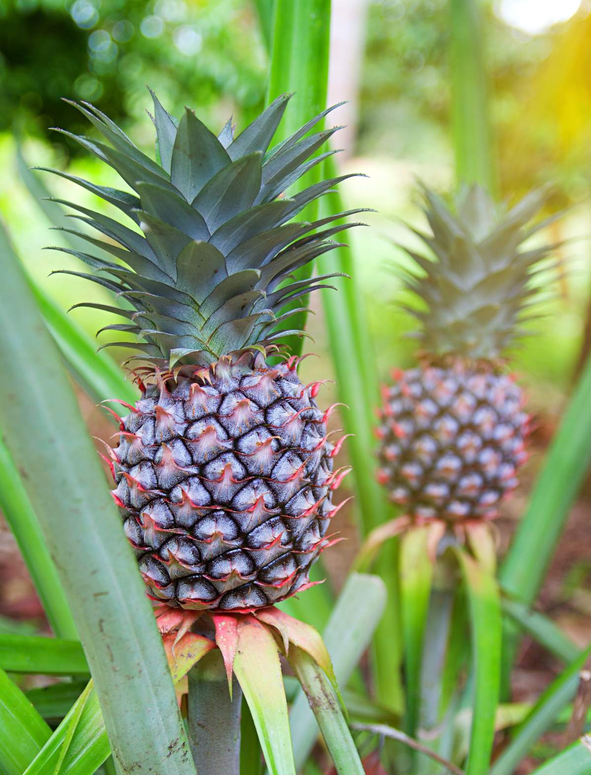 Pineapple Fruit Plants