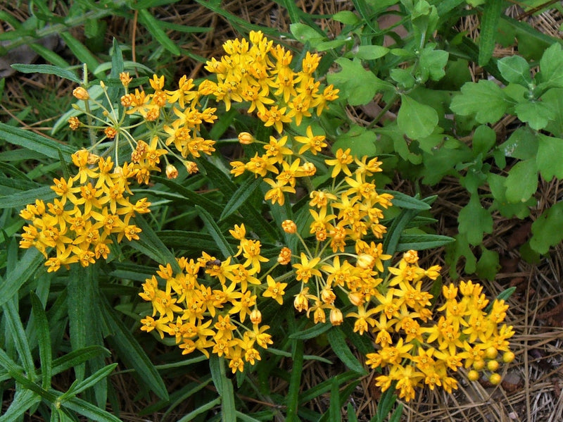 Asclepias Yellow Plants