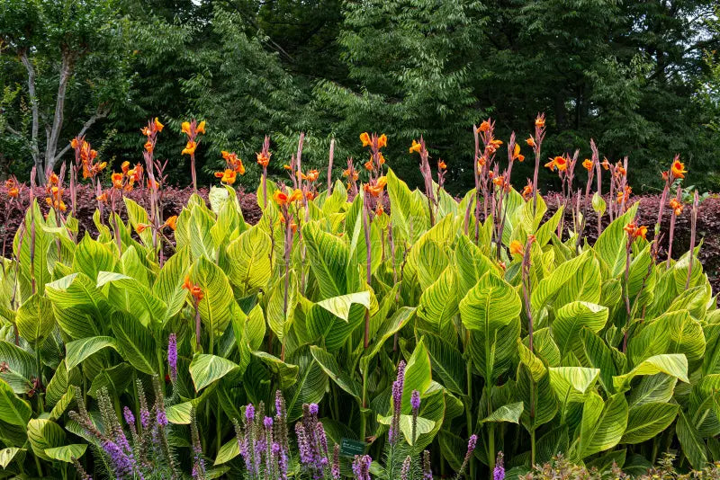 Canna Malawiensis Variegated yellow Plant