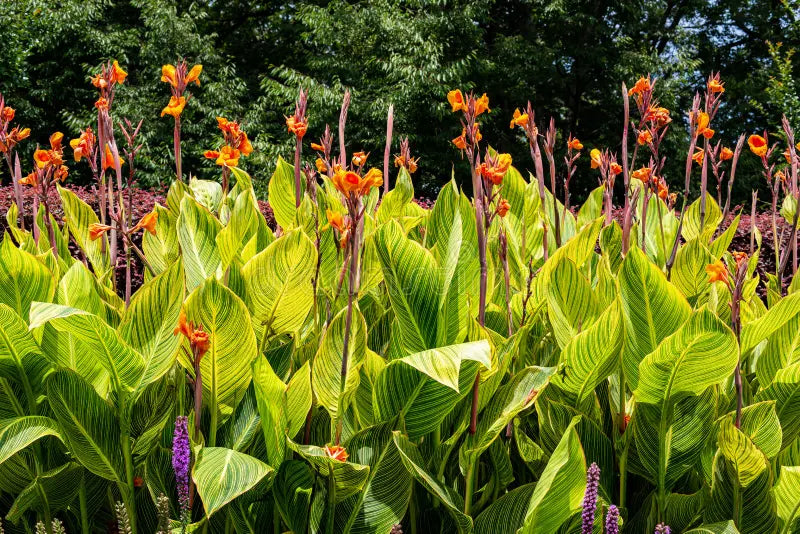 Canna Malawiensis Variegated yellow Plant