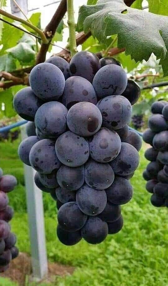 Grapes Vitis vinifera