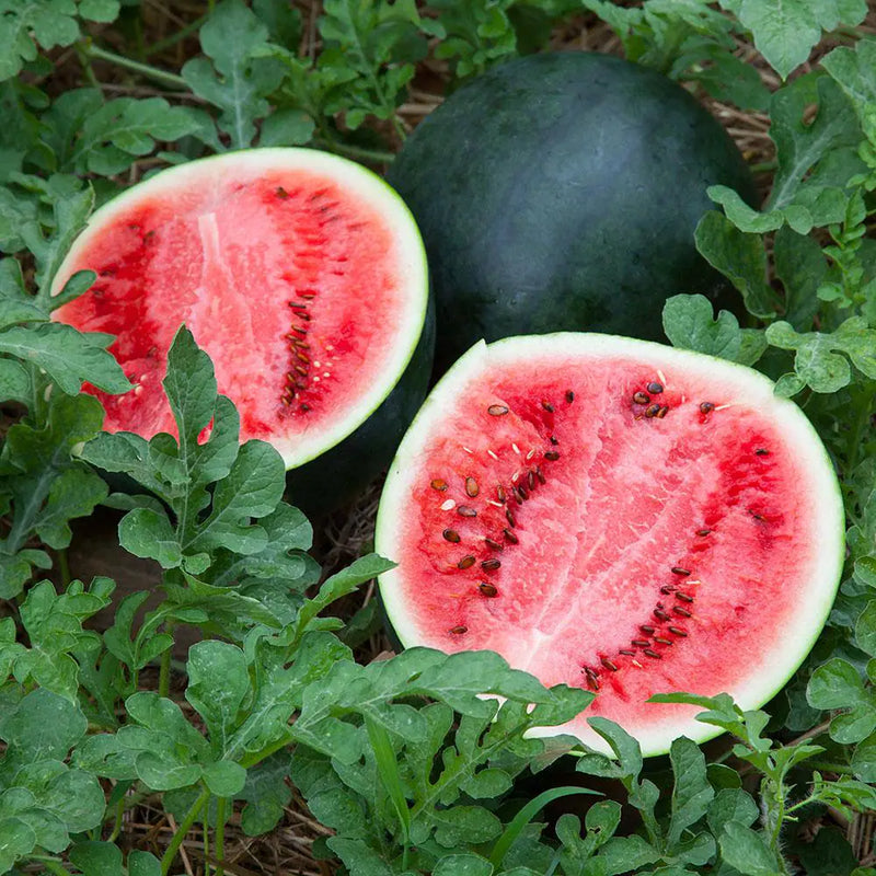 Watermelon Citrullus lanatus