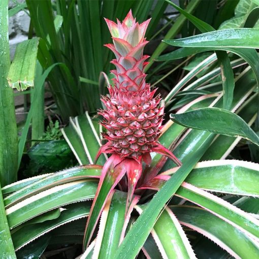 Pineapple Ananas Comosus