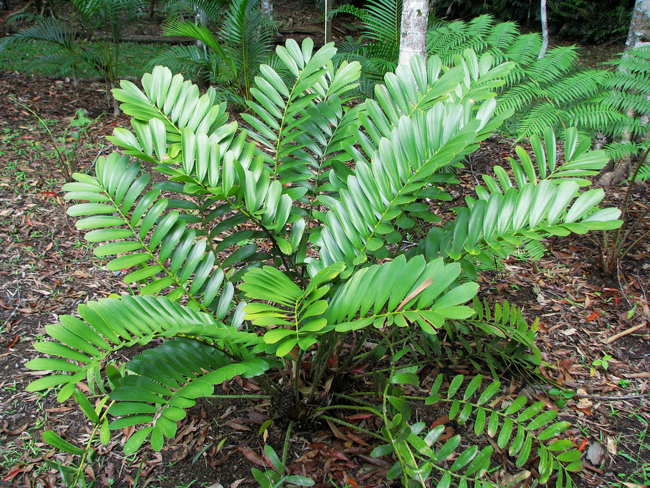 Zamia Rectangular Best Zamia Furfuracea Palm Trees Near To Me Shop Now In Kadiyam India ...