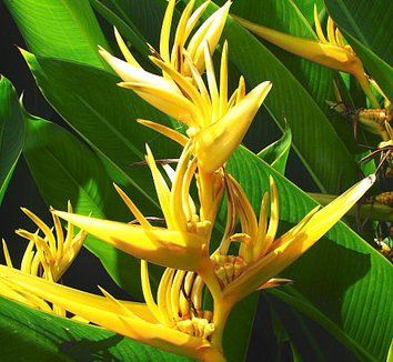 Heliconia Psittacorum