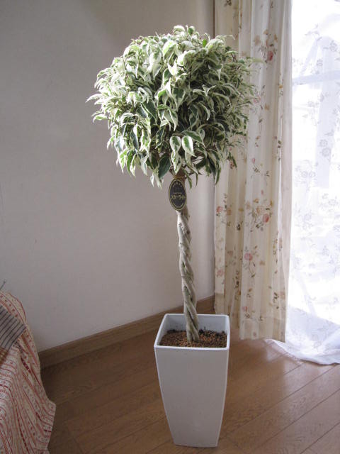 Ficus Starlight