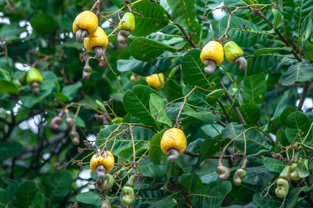 Cashew Nuts Anacardium Occidentale