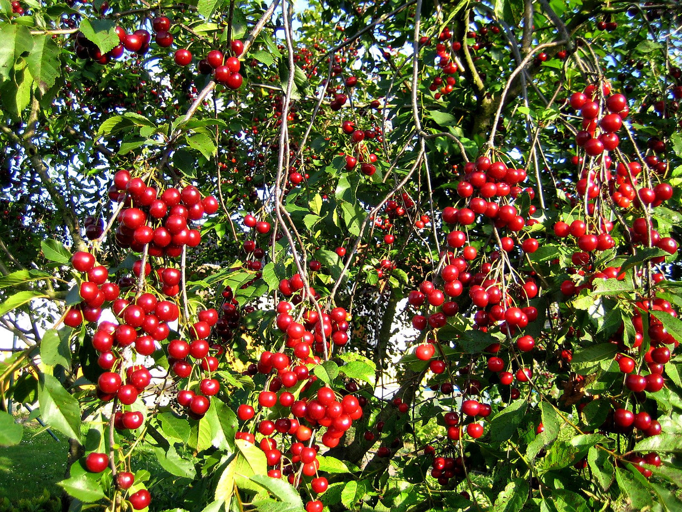 Cherry Fruit Plants