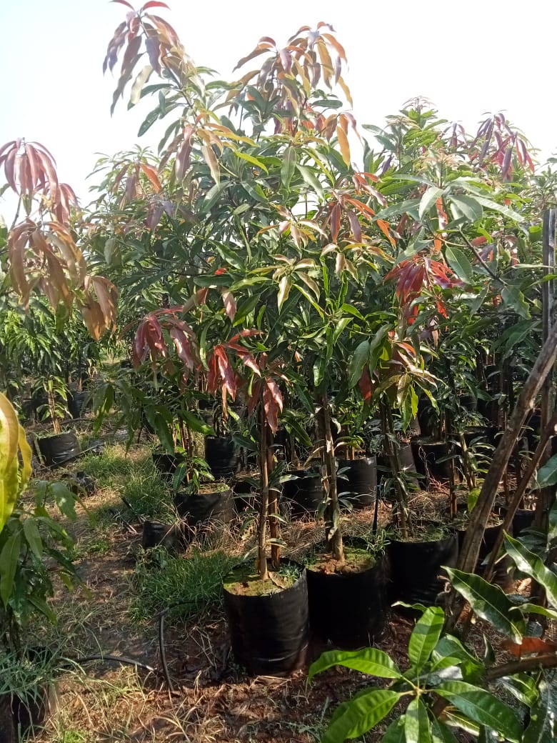 Mango Mangifera indica