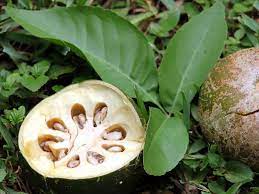 Wood apple Aegle Marmelos