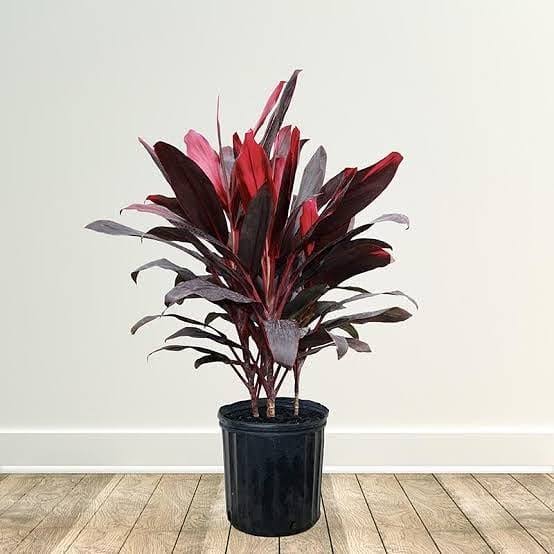 Dracaena Baby Doll