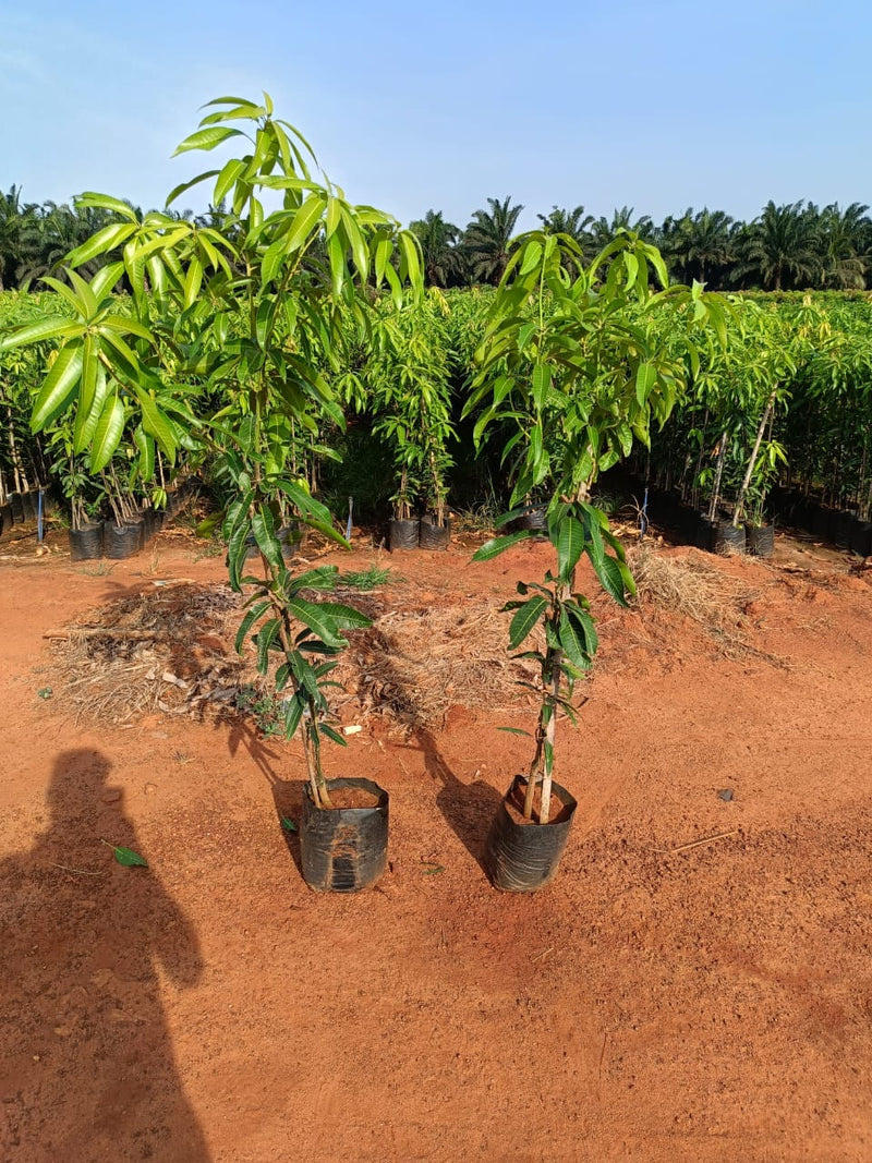 Banganapalli Mango Plants
