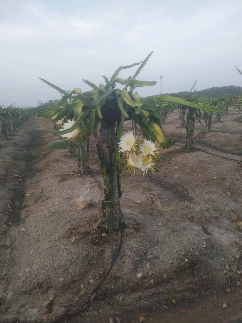 Dragon Fruit Selenicereus undatus