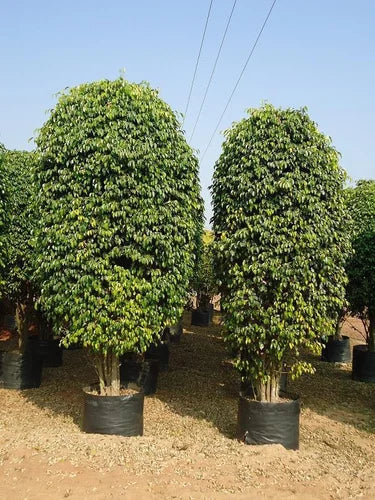 Ficus Benjamina