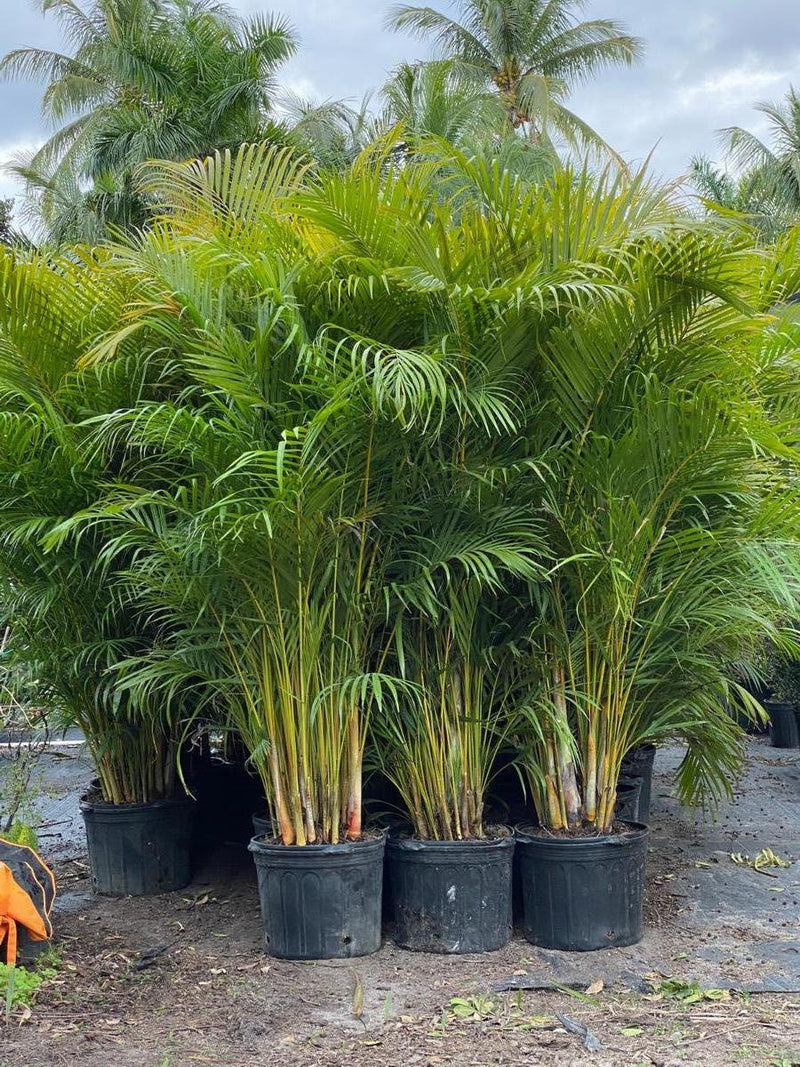 Areca Palm
