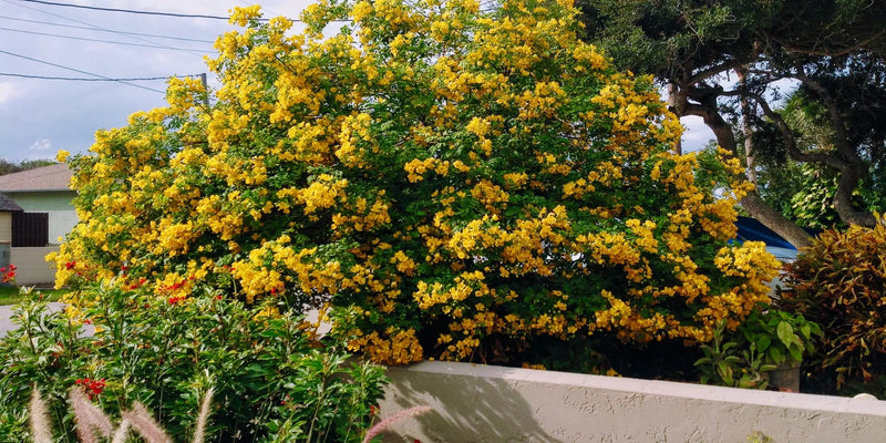Cassia Siamea Senna Siamea Plant