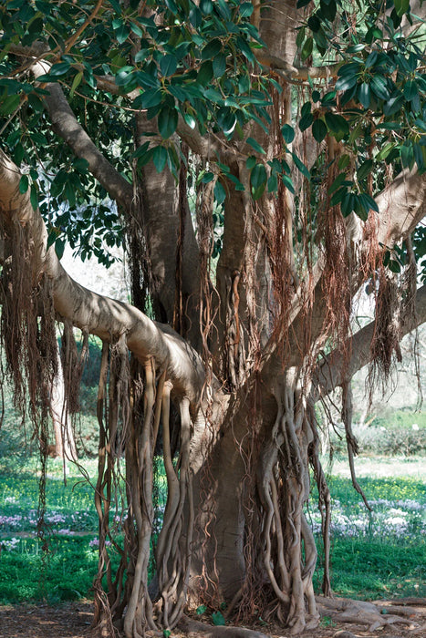 Banyan Tree Ficus Benghalensis