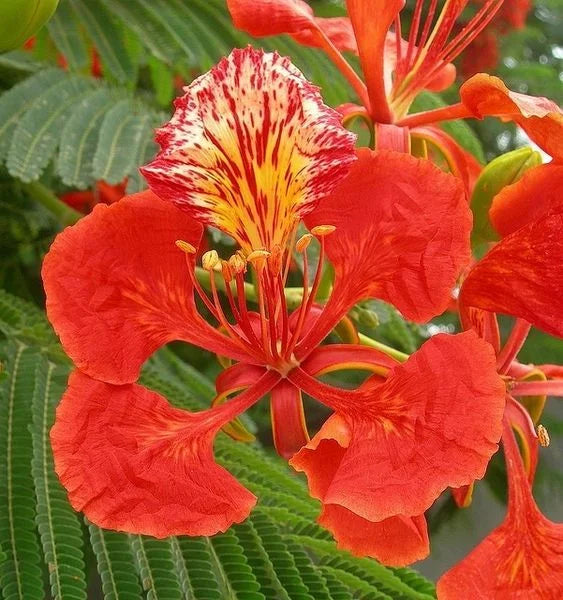 Delonix Regia Gulmohar