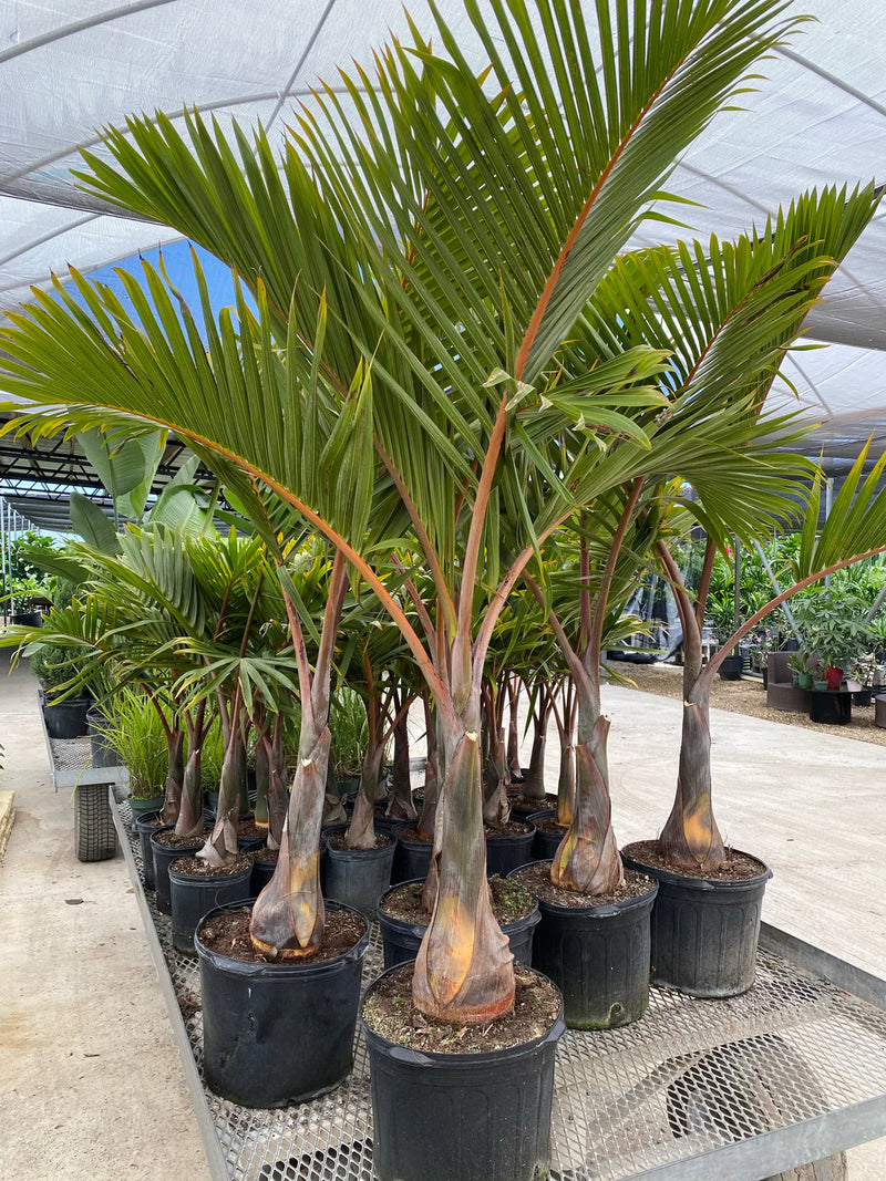 Royal Bottle Palm