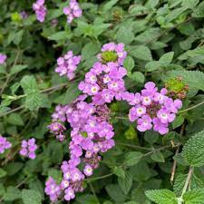 Lantana camara / Bigleaf Lantana Plants