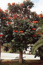 Spathodea Campanulata