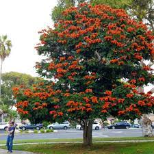 Spathodea Campanulata