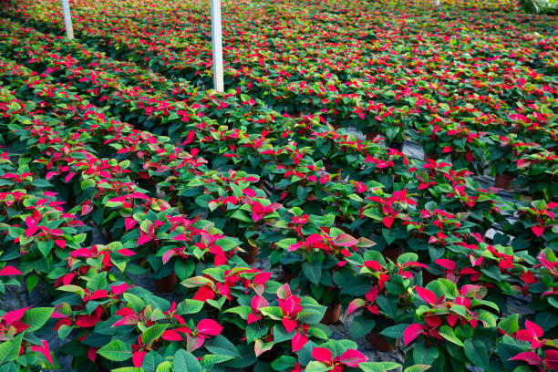 Poinsettia