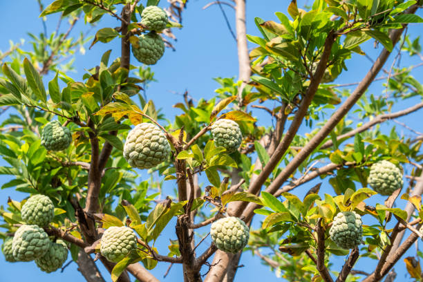 Custard Apple Annona Reticulata