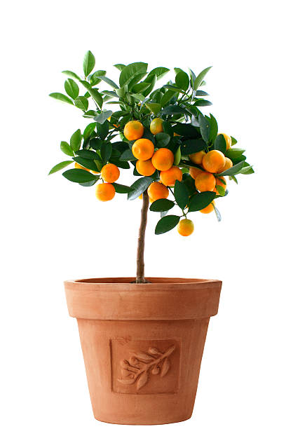 Small Orange Citrus Reticulata